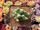Conophytum 'Bilobum' Cluster 2"-3" Succulent Plant
