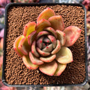 Echeveria 'Orange Champaign' 2" Succulent Plant