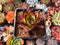 Echeveria Agavoides 'Montena' 2" Succulent Plant