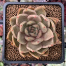 Echeveria Agavoides 'Latale' 2" Succulent Plant