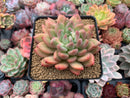 Echeveria Agavoides 'Tipo' 4" Succulent Plant