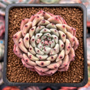 Echeveria 'Zaragoza' 2" Succulent Plant