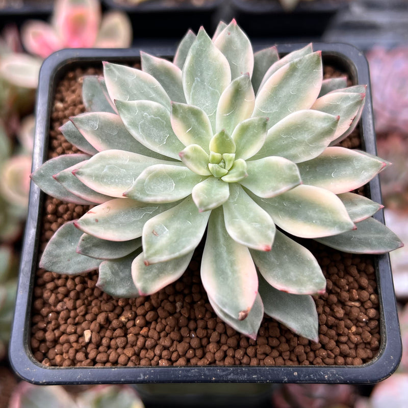 emerald succulent Echeveria 'Green Emerald' Variegated 2” Succulent Plant – True Succulents Plant Co