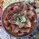 Echeveria 'Minigosaong' Non-Variegated 3"-4" Succulent Plant