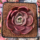 Echeveria 'Red Tan' 2" Succulent Plant