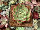 Echeveria 'Amore' 2” Succulent Plant