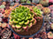 Echeveria 'Chupa Chups' 4"-5" Succulent Plant
