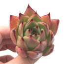 Echeveria Agavoides ‘Red Maria' Hybrid 2"-3" Rare Succulent Plant