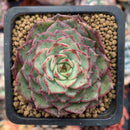Echeveria 'Dancing Bird' 1" Succulent Plant