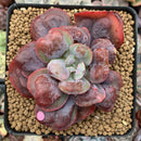 Echeveria 'Hearts Delight' 3"-4" Succulent Plant