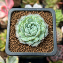 Echeveria 'Hearts Choice' 1" Succulent Plant