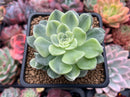 Echeveria Agavoides 'Tinkerbell' Variegated 3" Succulent Plant