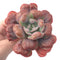 Echeveria 'Hearts Delight’ Large 4” Rare Succulent Plant
