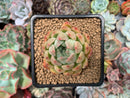 Echeveria Agavoides 'Piano' 2" Succulent Plant