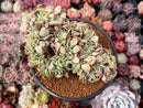Echeveria 'Lemon and Lime' Crested 4" Succulent Plant