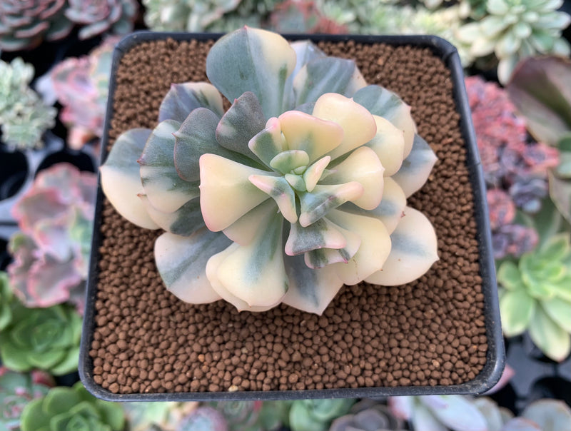 Echeveria 'Cubic Frost' Variegated 2"-3" Succulent Plant