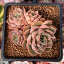 Echeveria 'Roman' Lightly Variegated 2" Cluster Succulent Plant