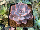 Echeveria 'La Bamba' 3" Succulent Plant