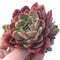 Echeveria Agavoides Raja Cluster 3” Rare Succulent Plant