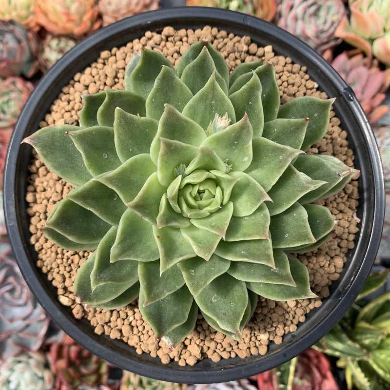 Echeveria Agavoides 'Francesca' Variegated 5" One of a Kind Succulent Plant