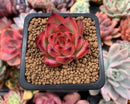 Echeveria Agavoides 'Fire Pillar' 1" Succulent Plant