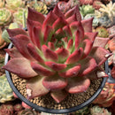 Echeveria Agavoides 'Amestro' 5"-6" Large Succulent Plant