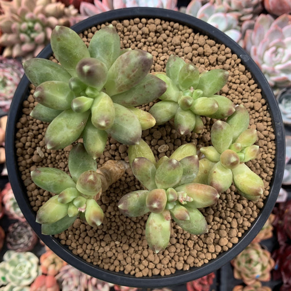 Pachyphytum 'Compactum' 5" Succulent Plant