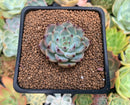 Echeveria 'Cherry Blossom Ending' 1" Succulent Plant