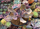 Pachyveria 'Jocelyns Joy' Variegated 3" Succulent Plant