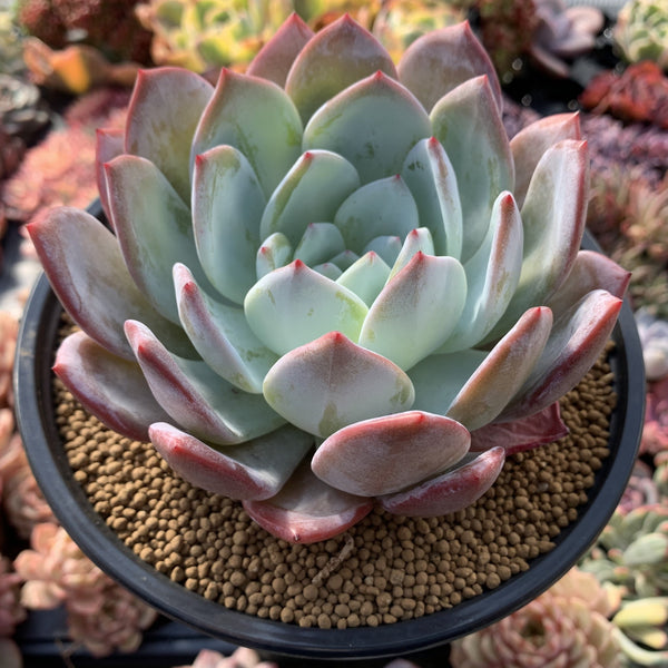 echeveria apus succulent Echeveria 'Ivory' 7"-8" Extra Large Powdery Succulent Plant – True Succulents Plant Co