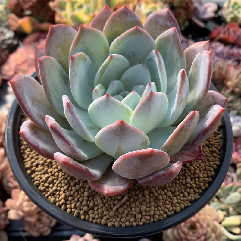succulent buy Echeveria 'Ivory' 7"-8" Extra Large Powdery Succulent Plant – True Succulents Plant Co