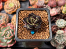 Echeveria Agavoides 'Black Ebony' 1" *Cutting* Succulent Plant