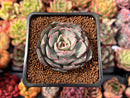 Echeveria 'Strictiflora' 2" Succulent Plant
