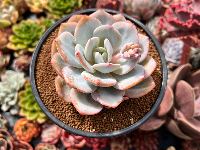 cream tea succulent Echeveria 'Cream Tea' 4" Powdery Succulent Plant – True Succulents Plant Co
