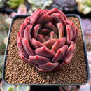 Echeveria 'Sharman' 2"-3" Succulent Plant