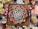 Echeveria 'Contra' 2"-3" Succulent Plant