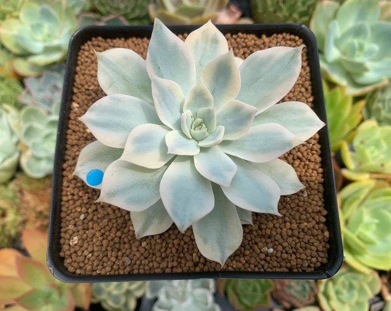 Echeveria 'Subsessilis' Variegated 3