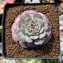 Echeveria 'Charles Rose' 2" Succulent Plant