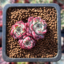 Echeveria 'Sarahime' 1" Cluster Succulent Plant