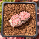 Echeveria 'Charming Blue' Crested 1"-2" Succulent Plant