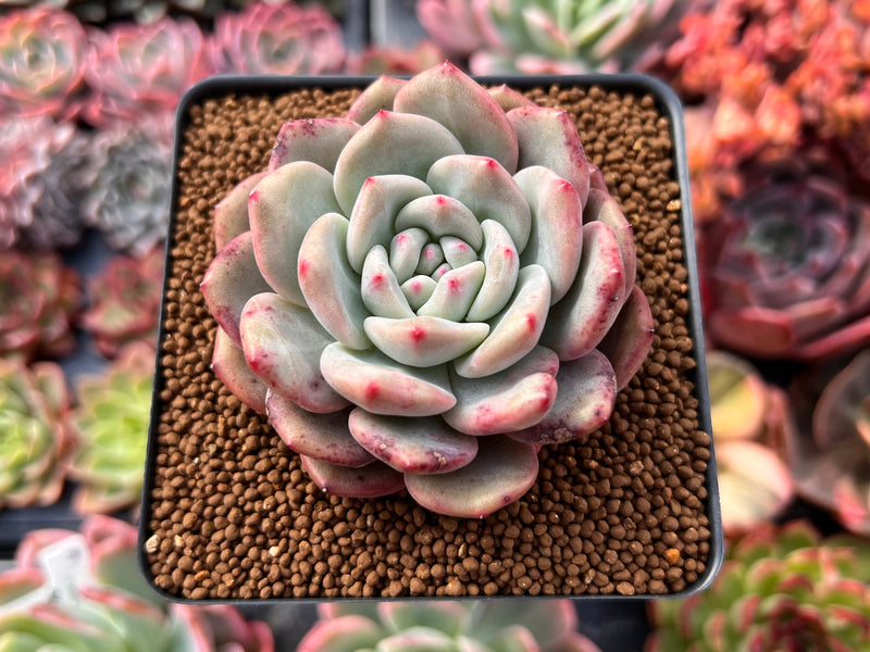 Echeveria 'Ariel' 2