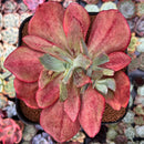 Echeveria 'Diamond State' Variegated 6"-7" Succulent Plant