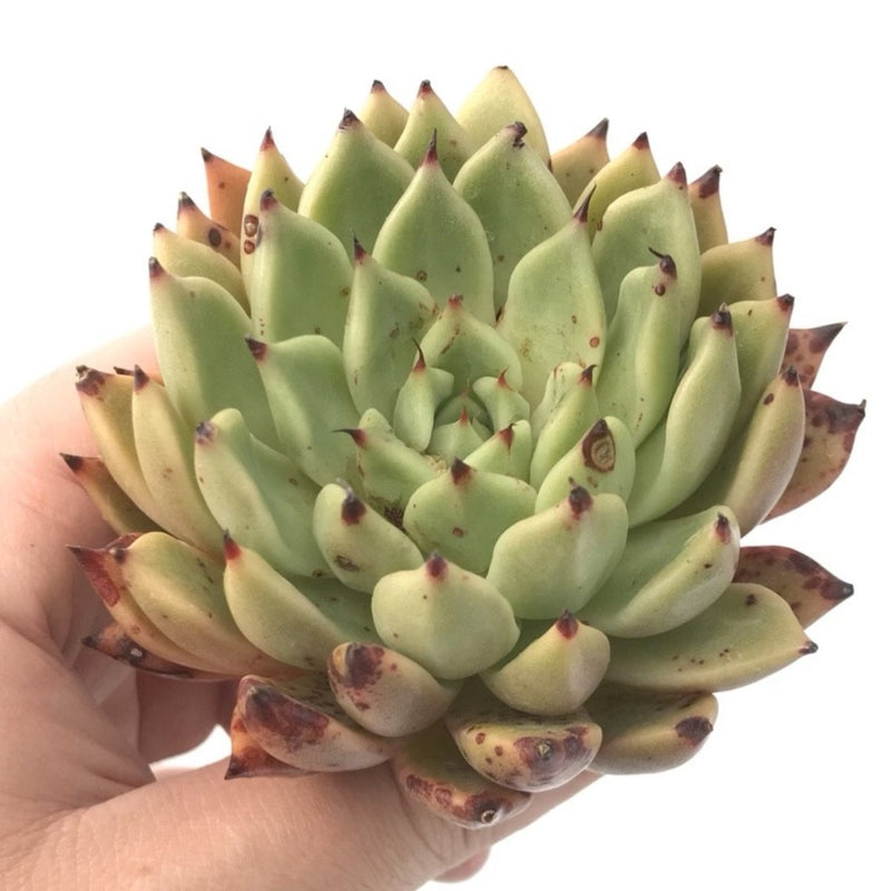 succulent with black tips Echeveria 'Black Tip' 3" Rare Succulent Plant