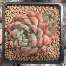 Echeveria Agavoides 'Piano' 3" Succulent Plant