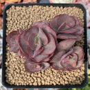Echeveria 'Suyon' 3" Cluster Succulent Plant