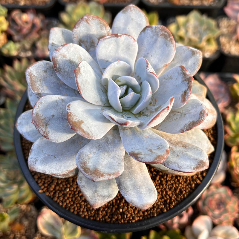 Echeveria Laui 3" Powdery Succulent Plant  True Succulents Plant Co.