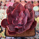 Echeveria 'Hanaikada' Non-Variegated 2"-3" Succulent Plant