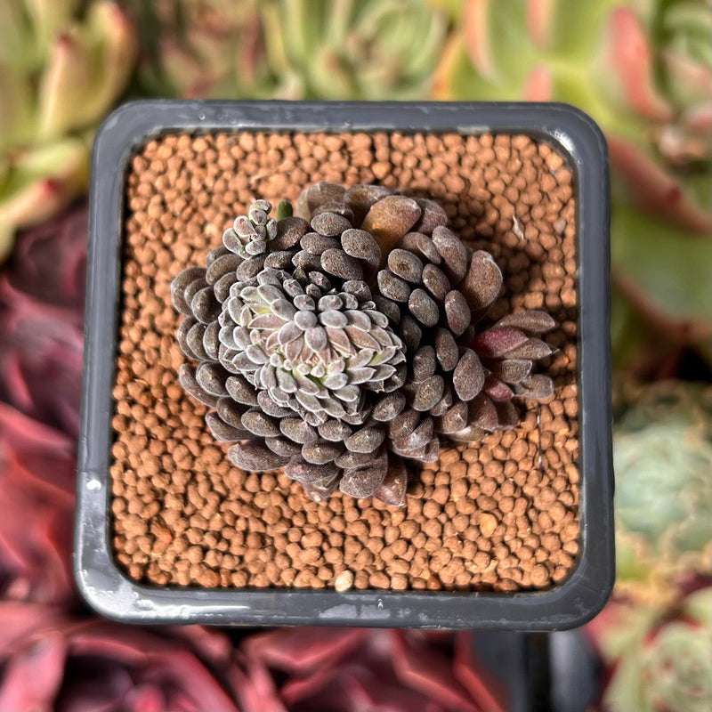yunnanensis succulent Sinocrassula Yunnanensis 1" Succulent Plant – True Succulents Plant Co