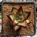 Echeveria Agavoides 'Jelly Cassiopeia' 2" Succulent Plant