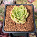 Echeveria 'Super Jelly' 1" Succulent Plant